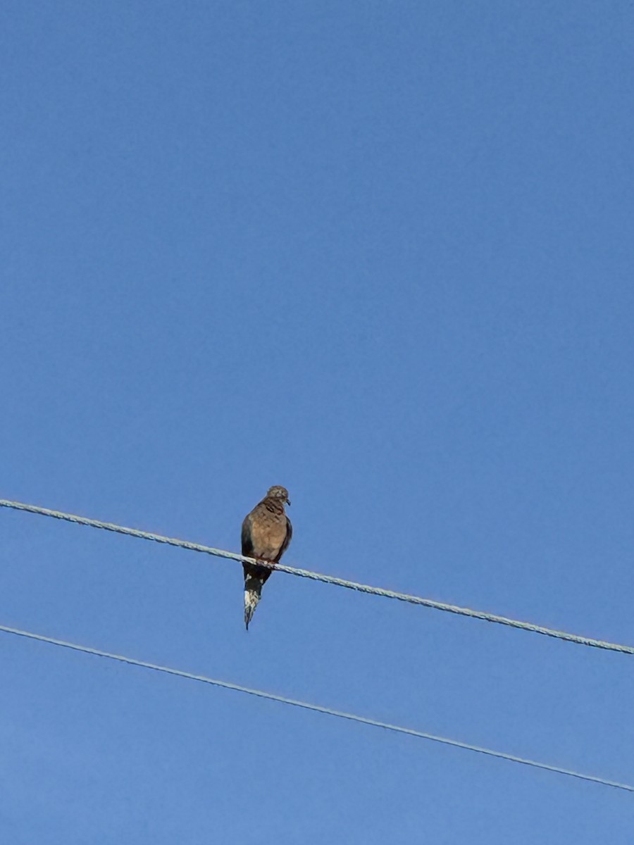 Mourning Dove - ML638175564