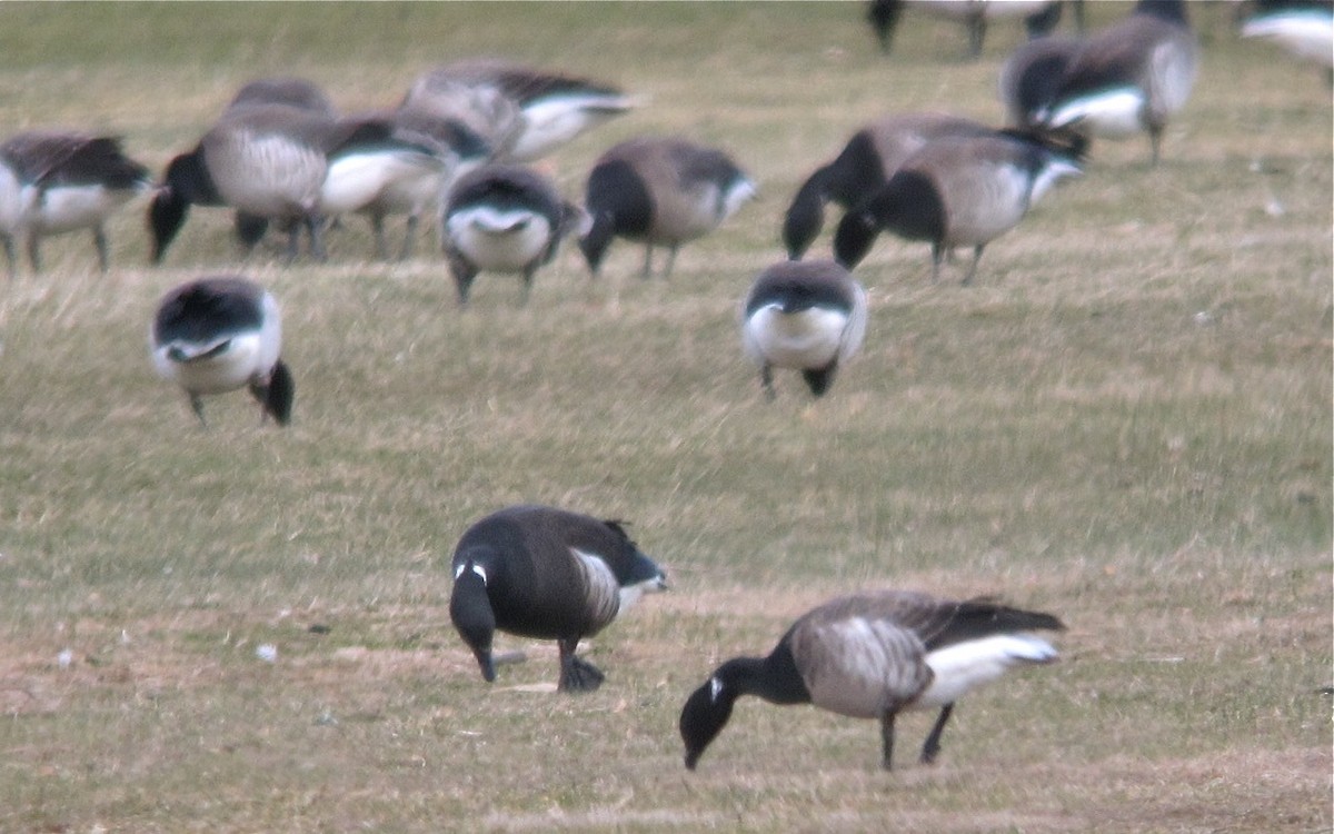 Bernache cravant (nigricans) - ML638175569