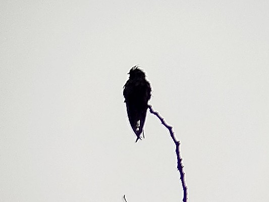Whiskered Treeswift - ML638175580