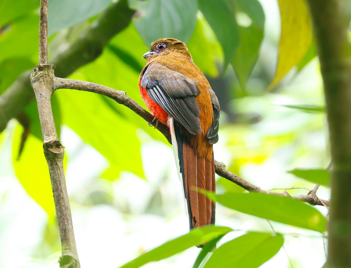 Red-headed Trogon - ML638175602
