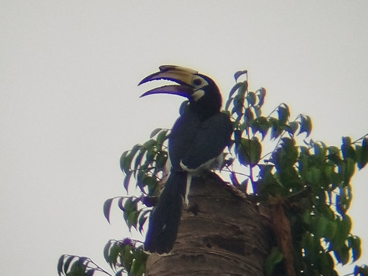 Oriental Pied-Hornbill - ML638175630