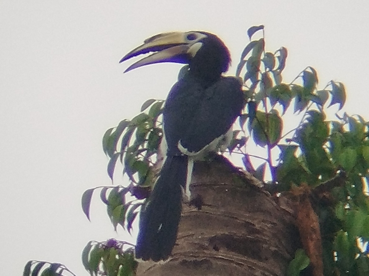 Oriental Pied-Hornbill - ML638175631