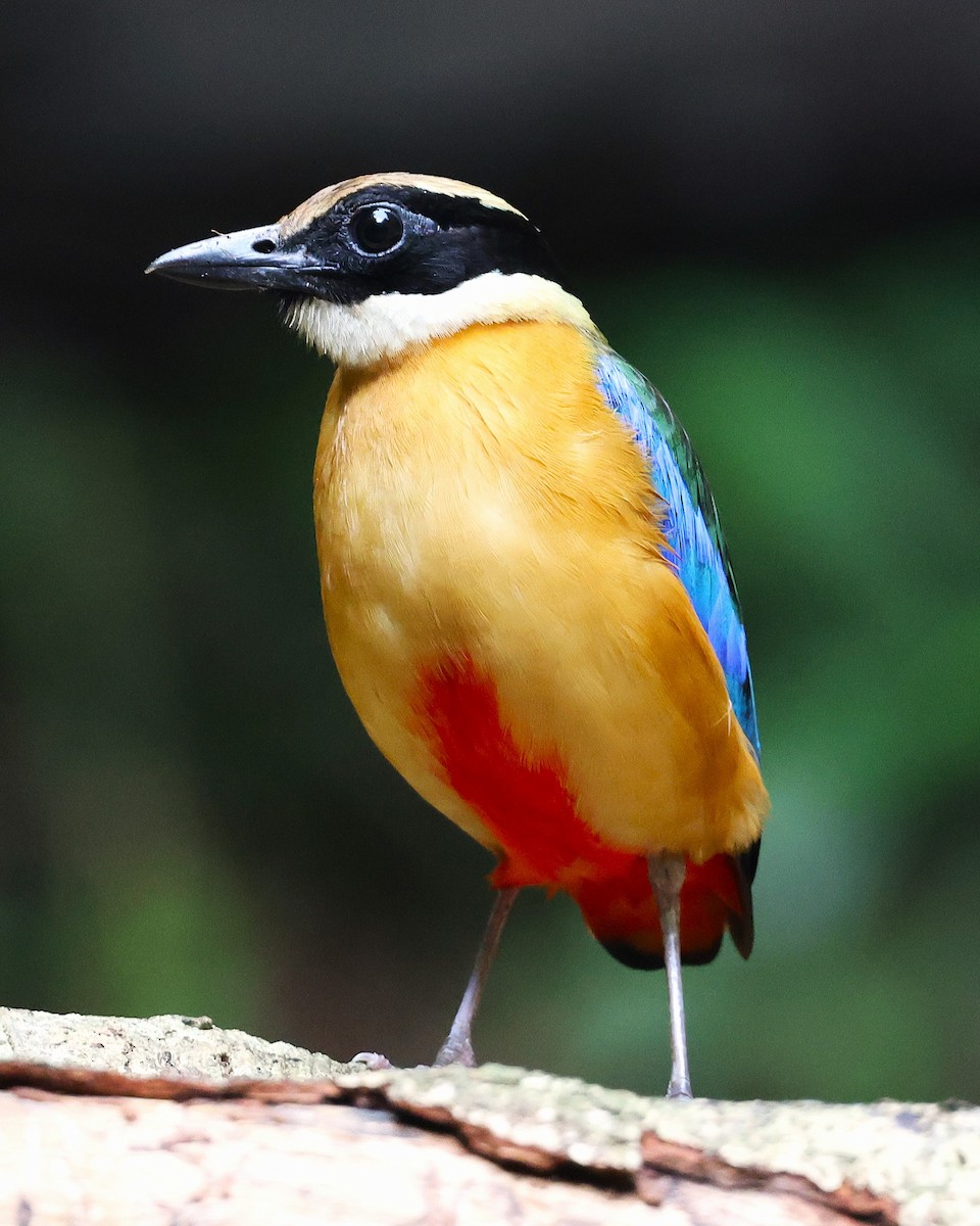 Blue-winged Pitta - ML638175636