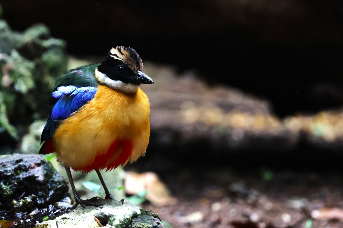 Blue-winged Pitta - ML638175639