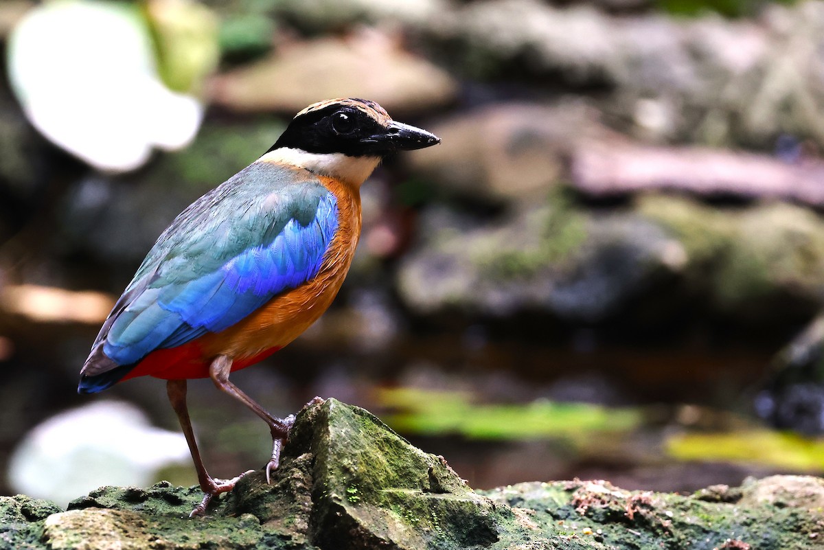 Blue-winged Pitta - ML638175640