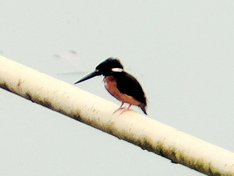 Blue-eared Kingfisher - ML638175647