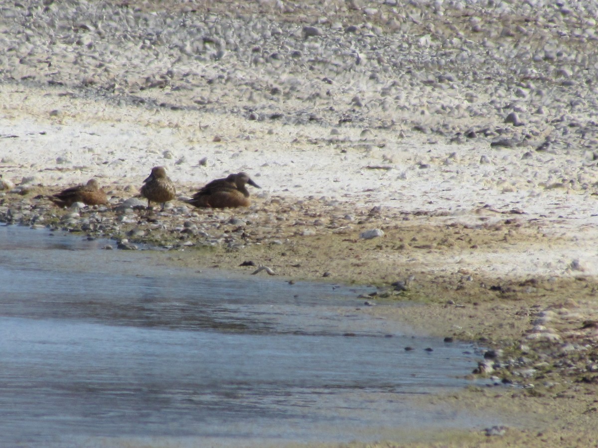 Red Shoveler - ML638175651