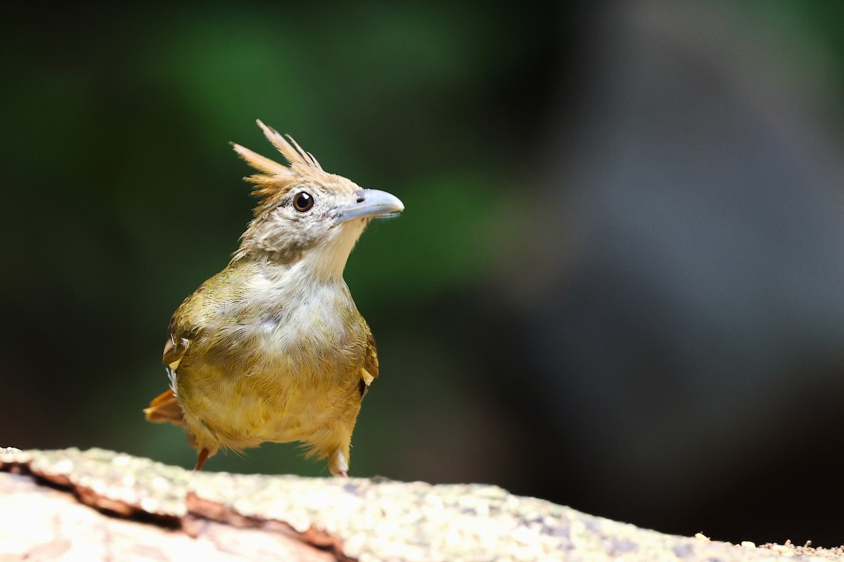 Ochraceous Bulbul - ML638175658