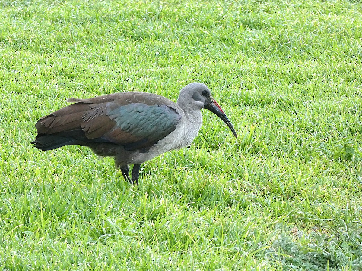 Hadada Ibis - ML638175679