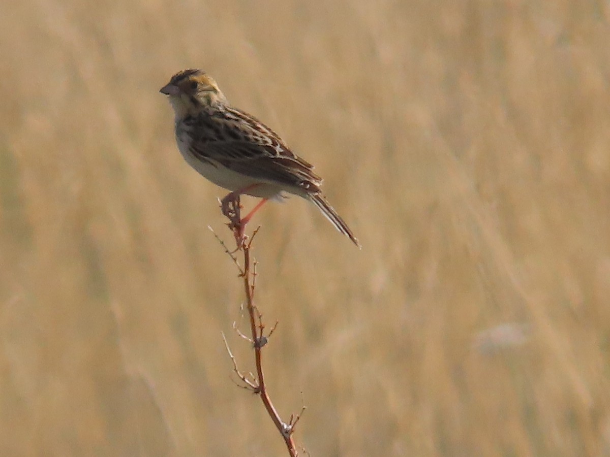 Baird's Sparrow - ML638175690