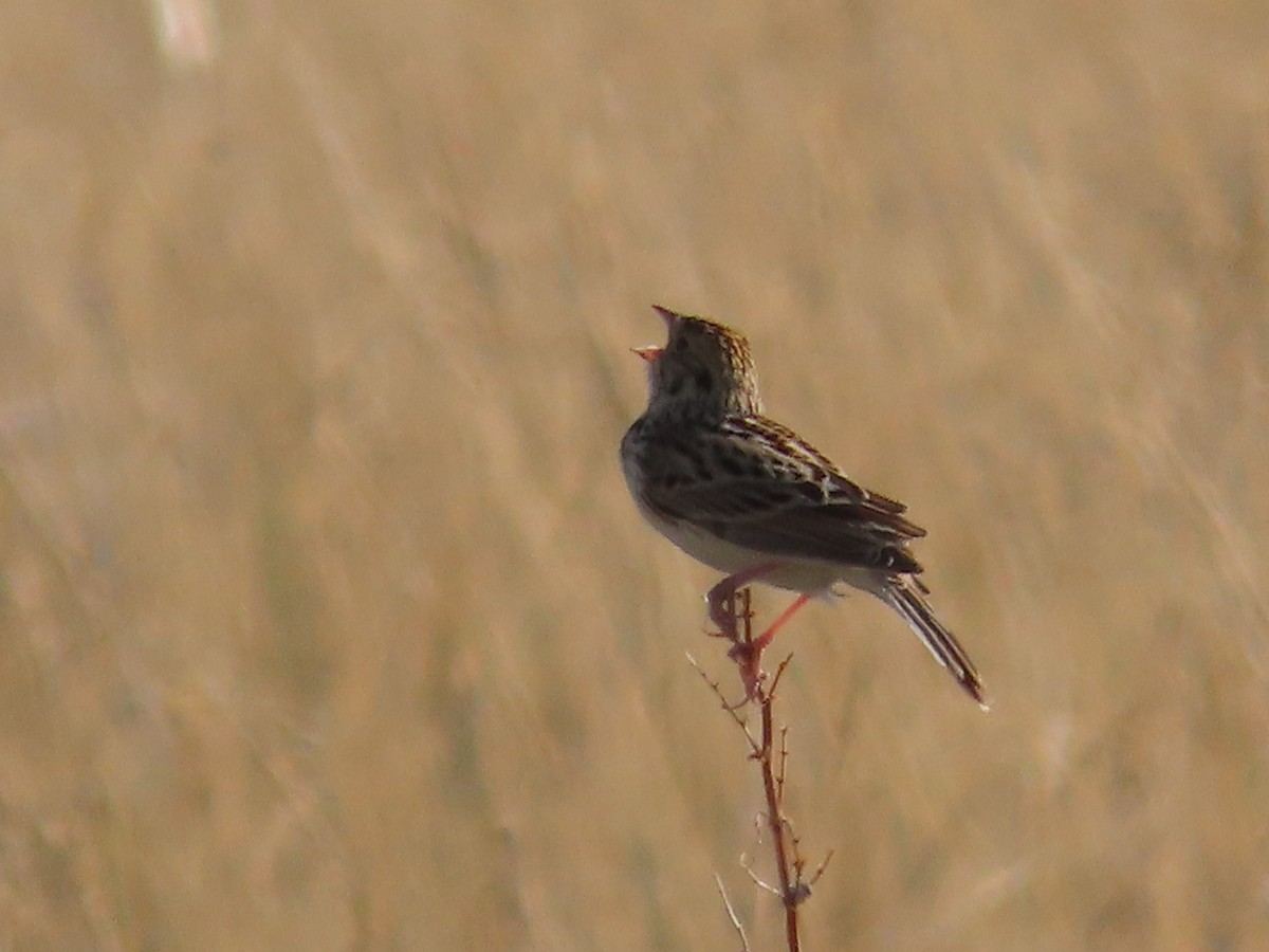 Baird's Sparrow - ML638175691