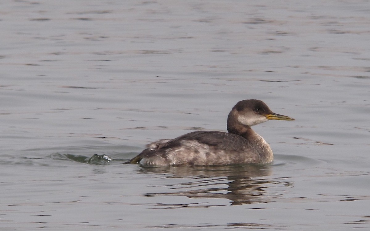 Буурал шунгуур - ML638175697