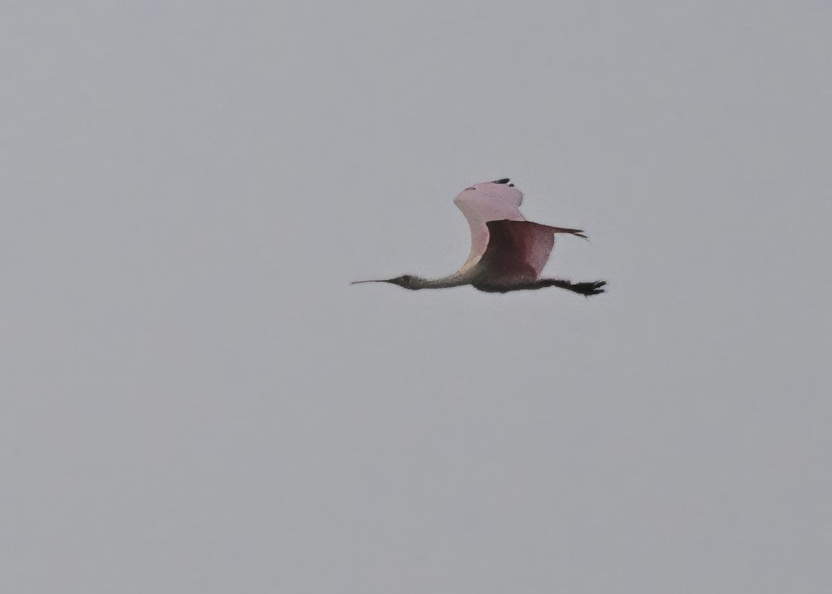 Roseate Spoonbill - ML638175726