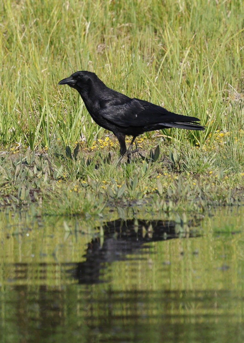 American Crow - ML638175736