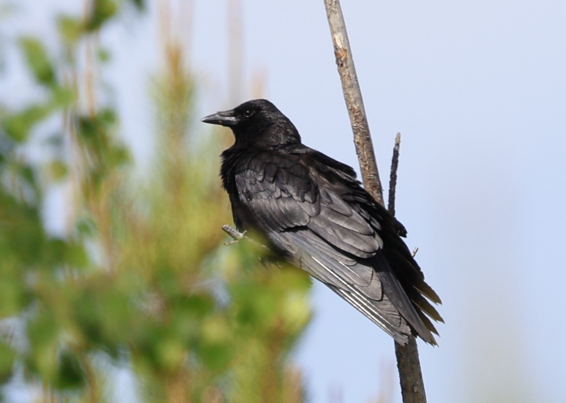 American Crow - ML638175740
