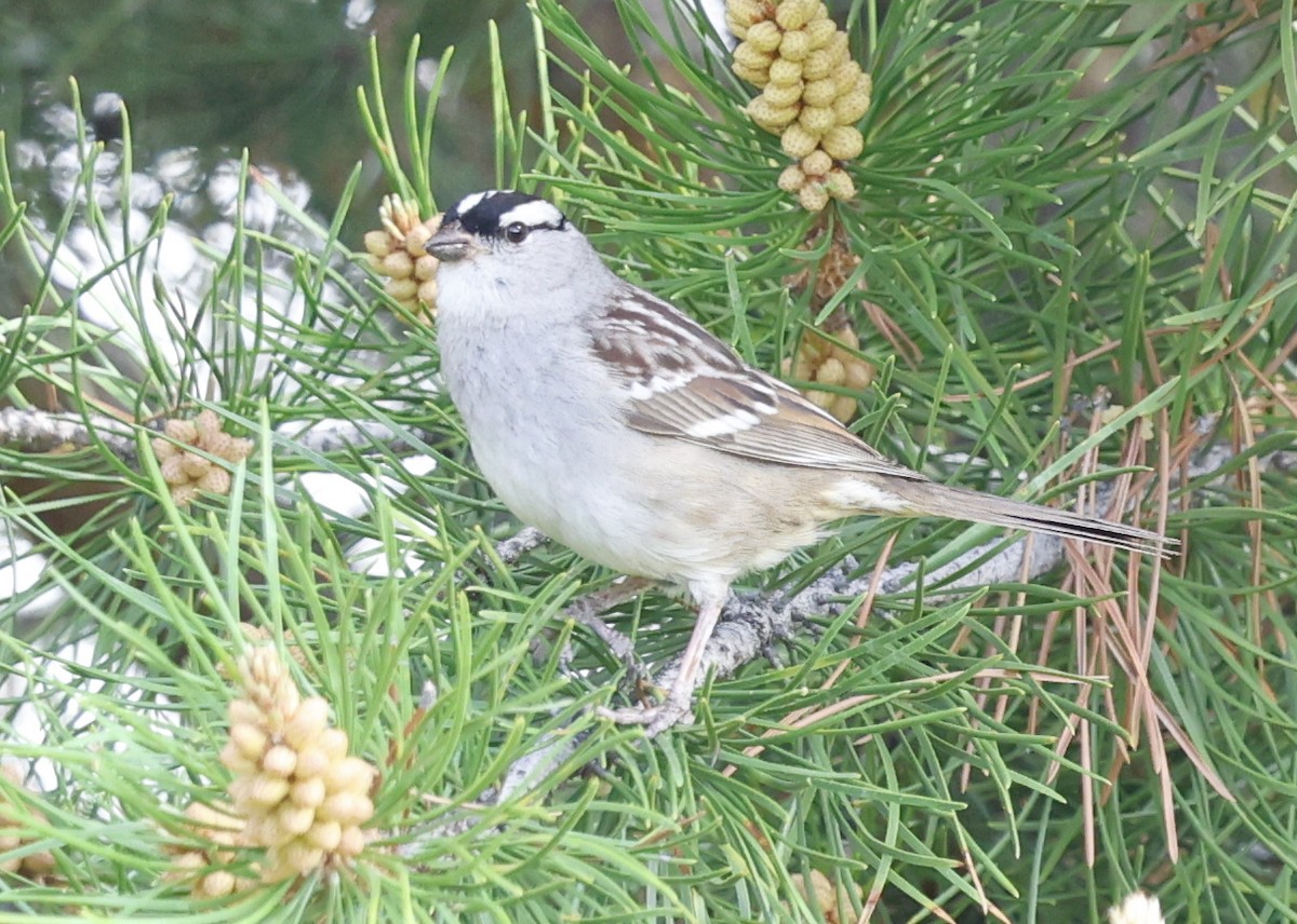 White-crowned Sparrow - ML638175748