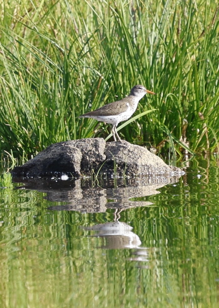 Spotted Sandpiper - ML638175757