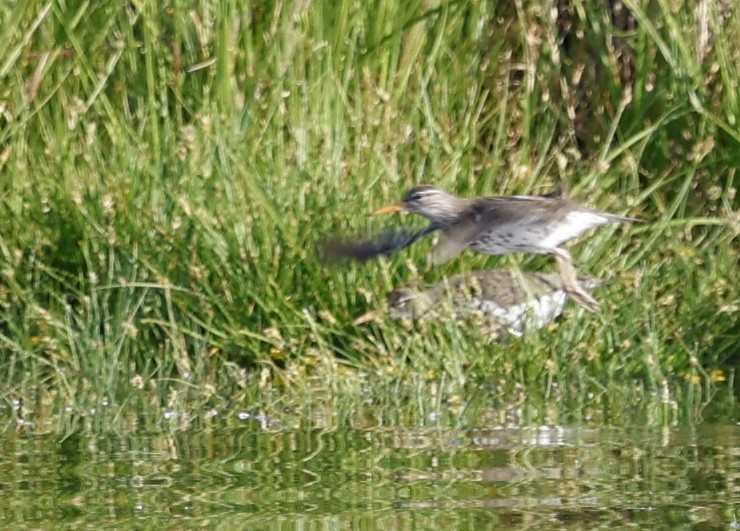 Spotted Sandpiper - ML638175758