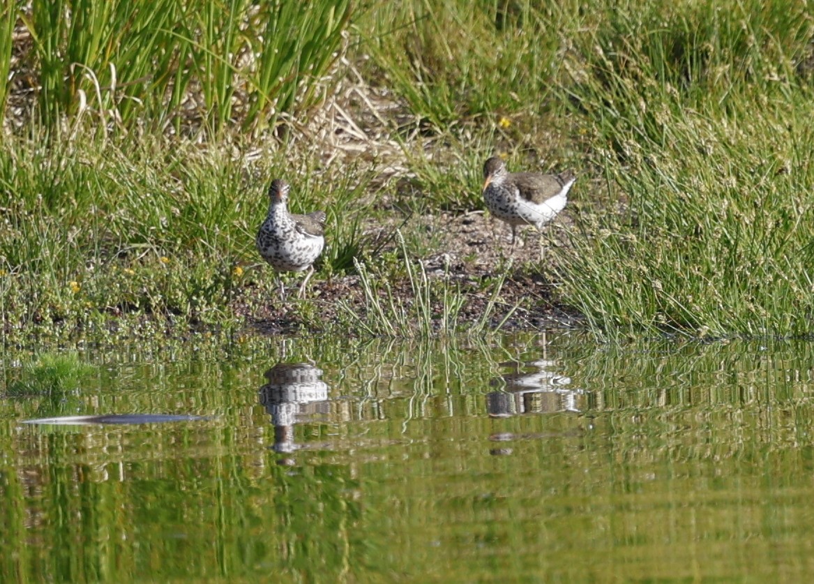 Spotted Sandpiper - ML638175759