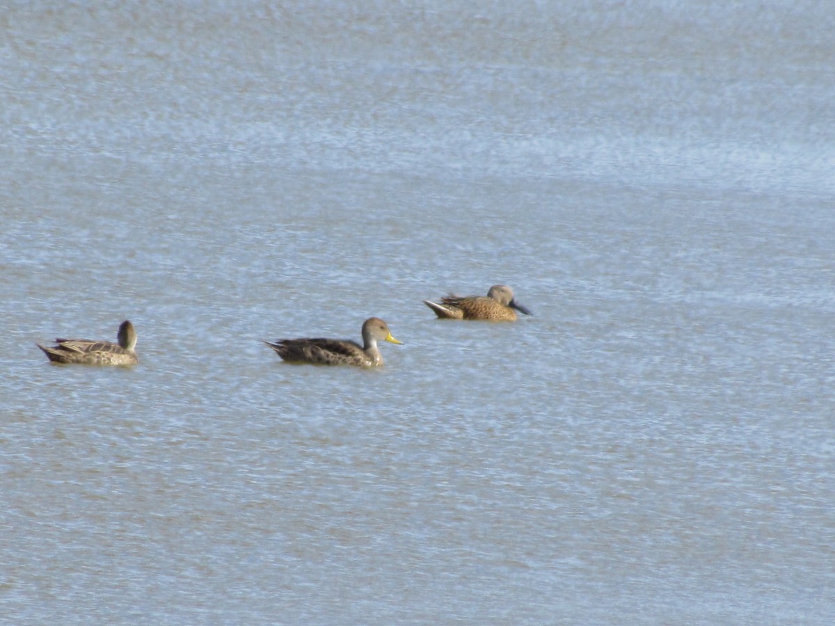 Yellow-billed Pintail - ML638175761