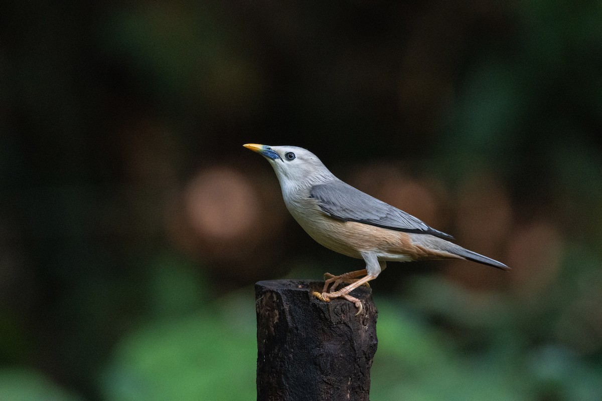 Malabar Starling - ML638175768