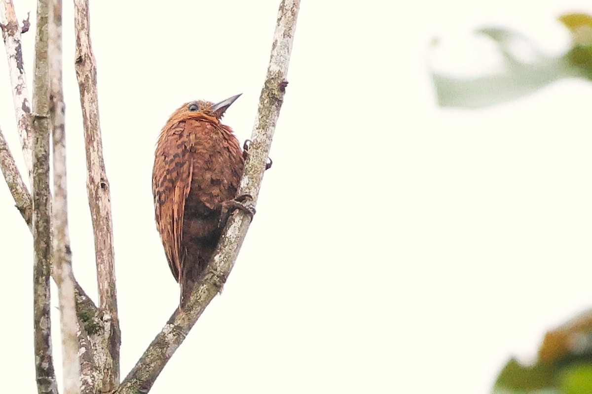 Rufous Woodpecker - ML638175786