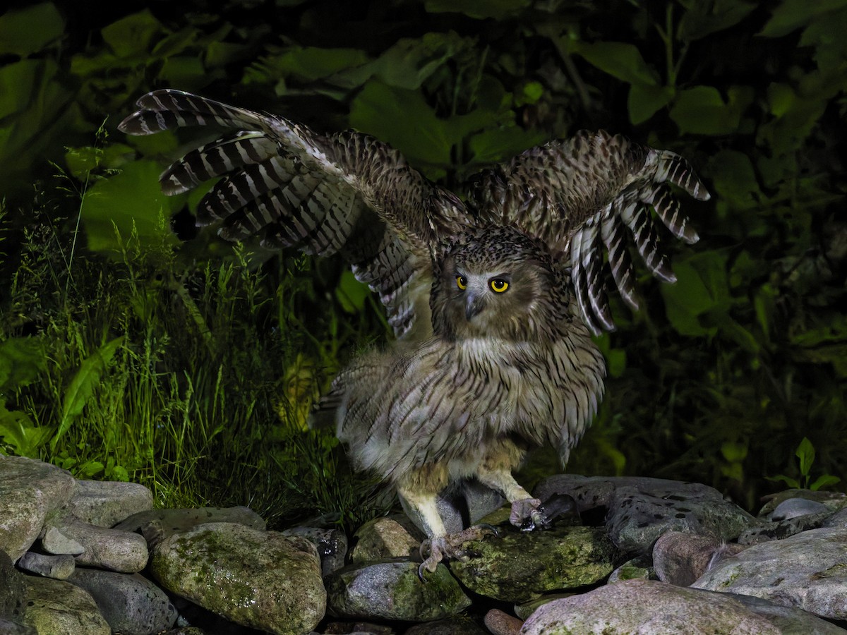 Blakiston's Fish-Owl - ML638175795