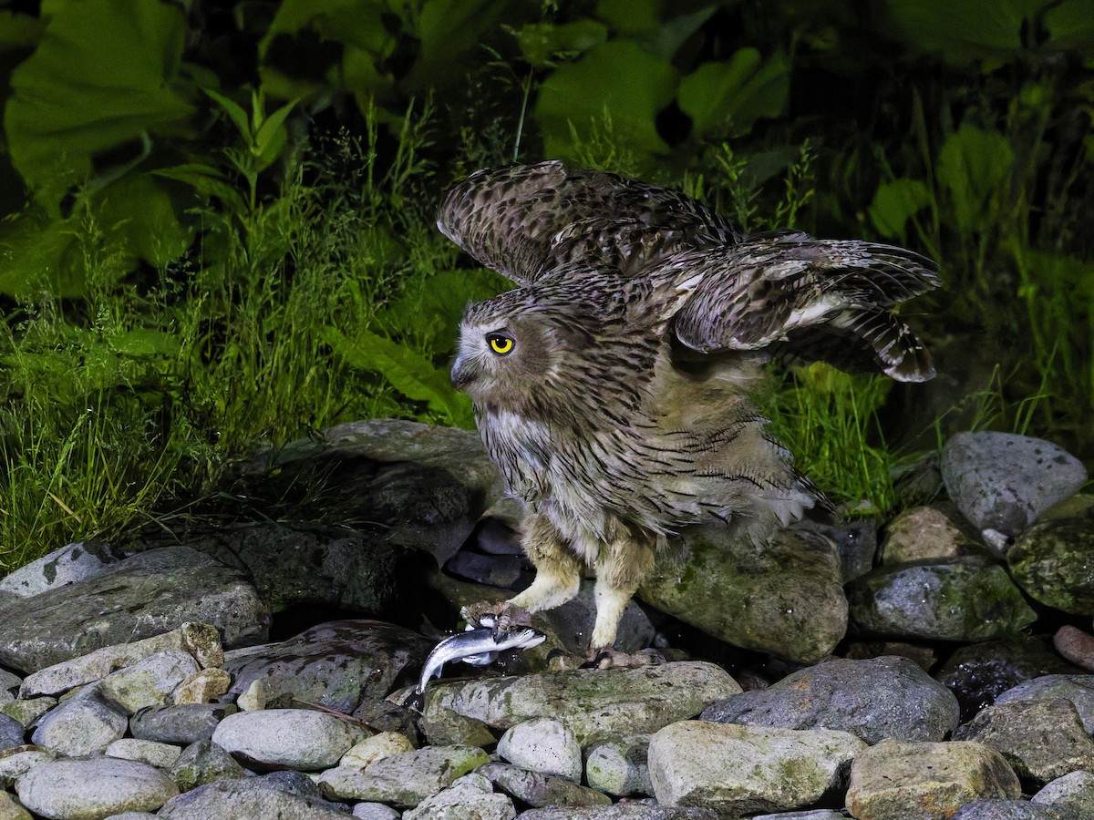 Blakiston's Fish-Owl - ML638175796