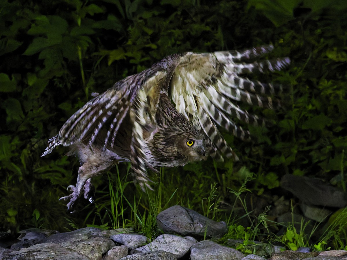Blakiston's Fish-Owl - ML638175797