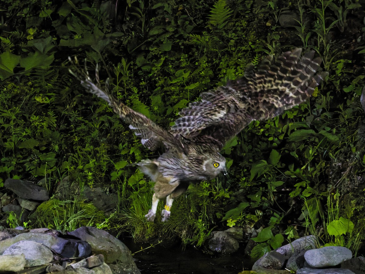 Blakiston's Fish-Owl - ML638175798