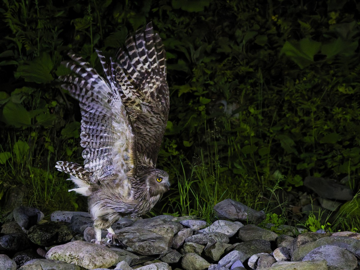 Blakiston's Fish-Owl - ML638175799