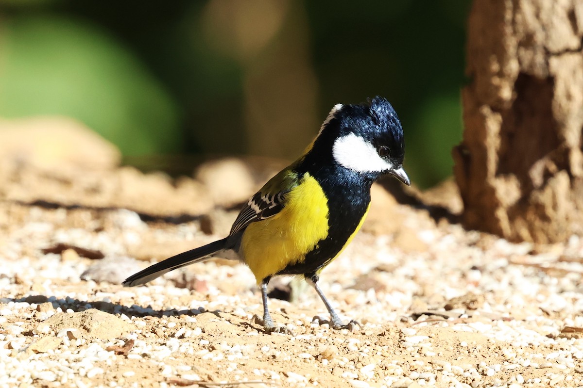 Green-backed Tit - ML638175803
