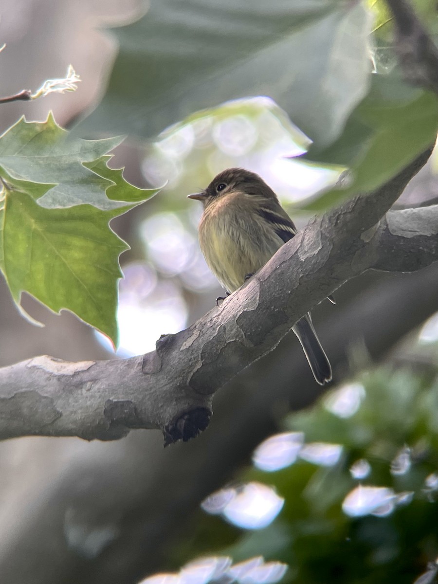 Empidonax sp. - ML638175806