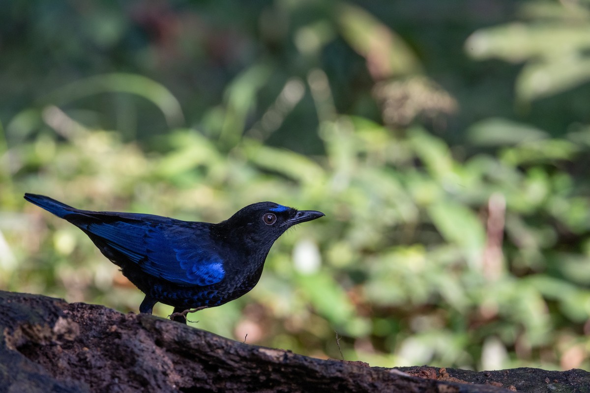 Malabar Whistling-Thrush - ML638175808