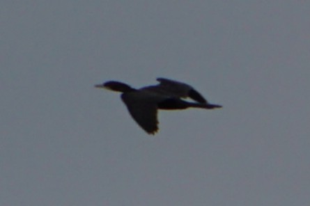 Indian Cormorant - ML638175812