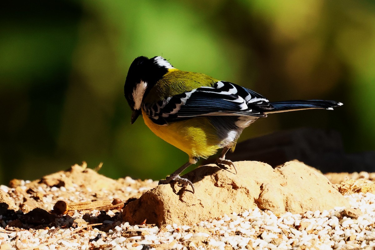 Green-backed Tit - ML638175815