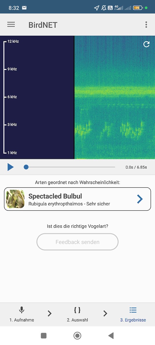 bulbul brýlatý - ML638175820