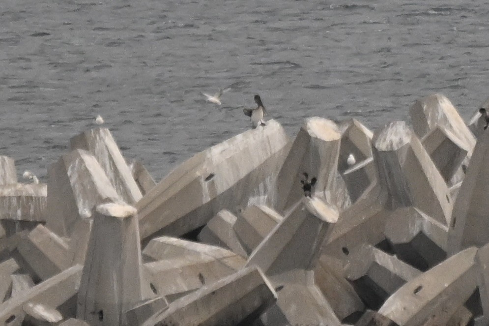 Brown Pelican - ML638175836