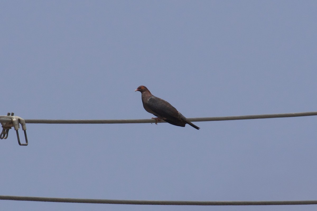 Scaly-naped Pigeon - ML638175853