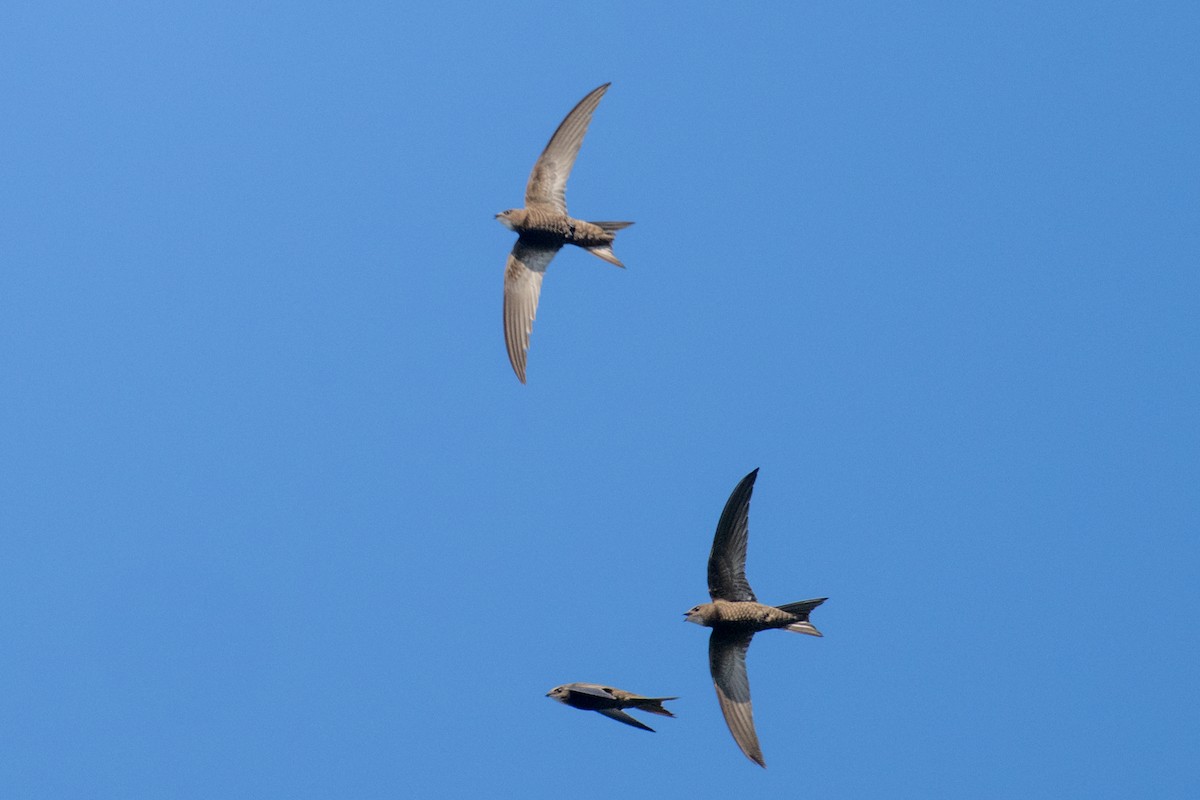 Pallid Swift - ML638175867