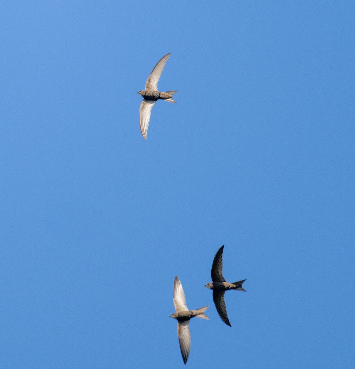 Pallid Swift - ML638175870