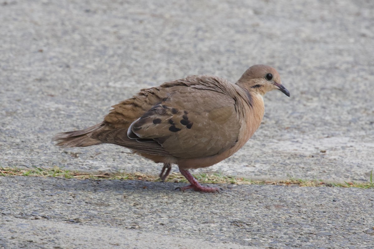 Zenaida Dove - ML638175895