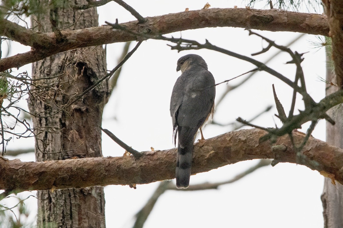 Sharp-shinned Hawk - ML638175910