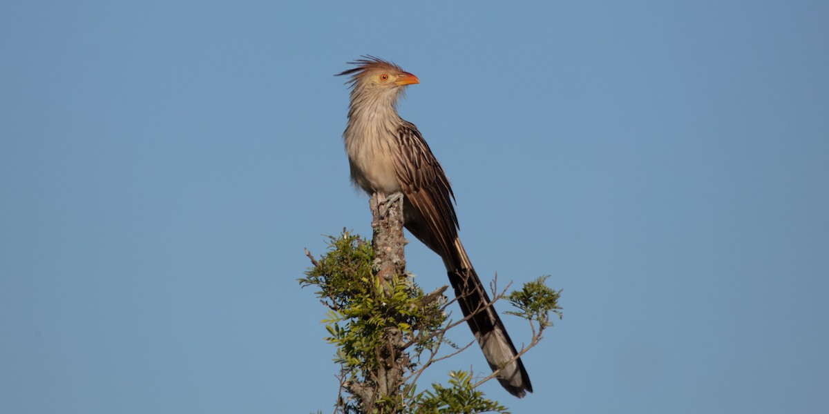 Guira Cuckoo - ML638175932