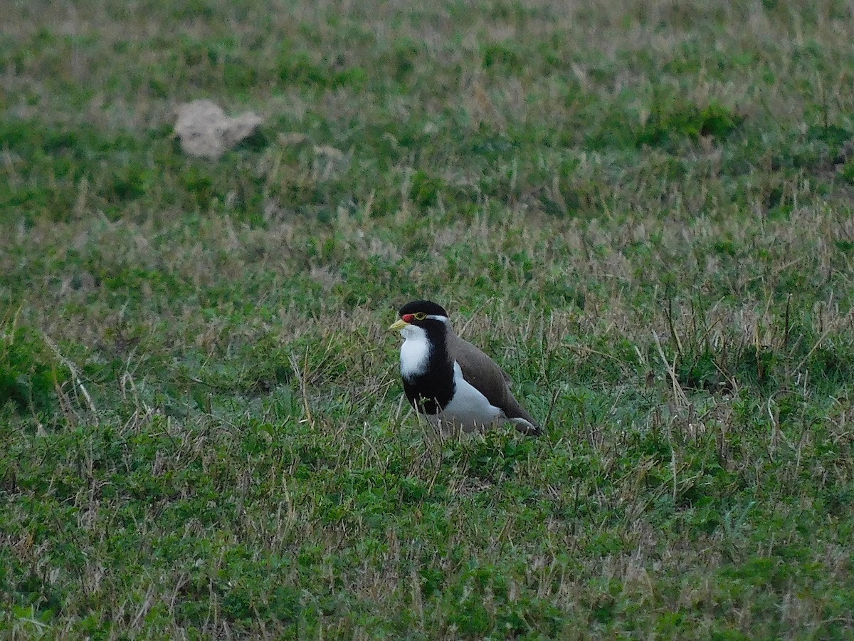 Avefría Tricolor - ML638175938