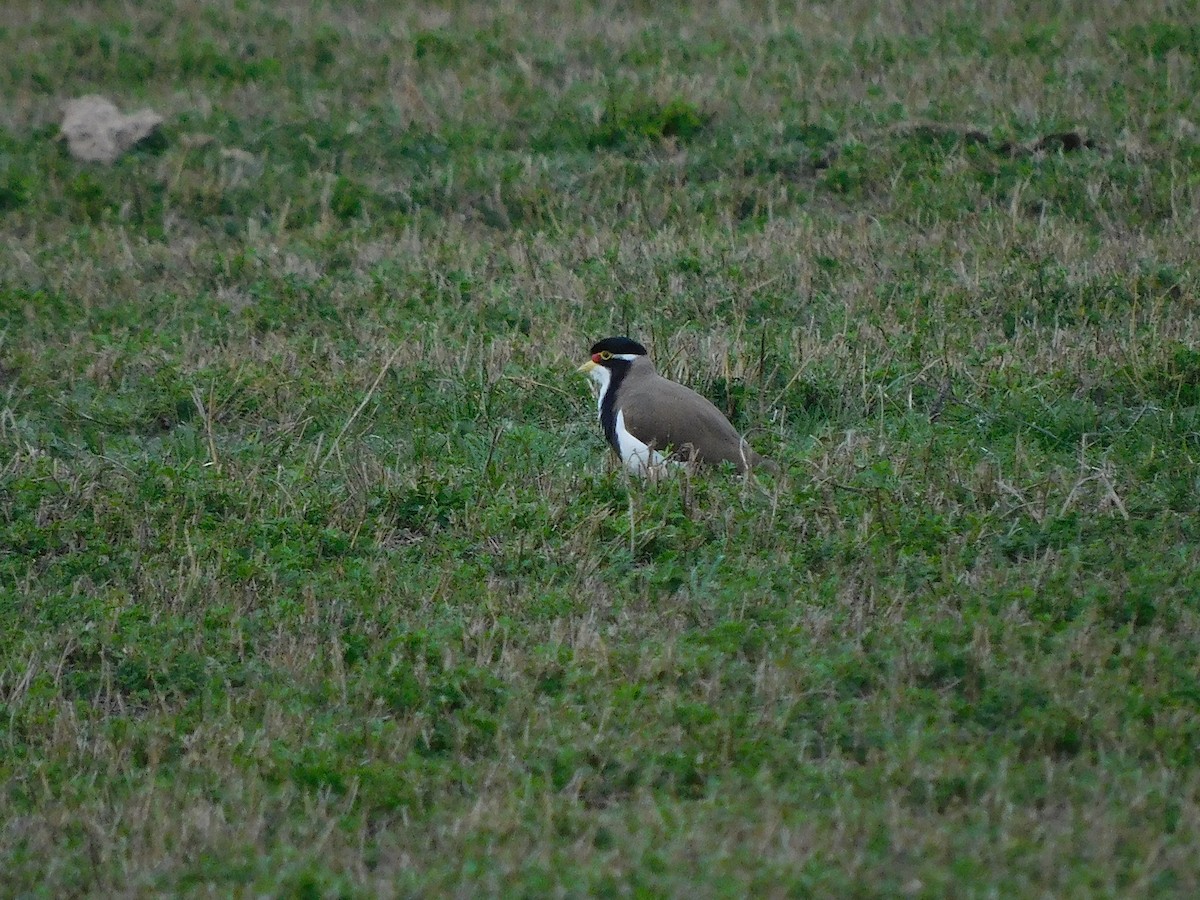 Avefría Tricolor - ML638175939