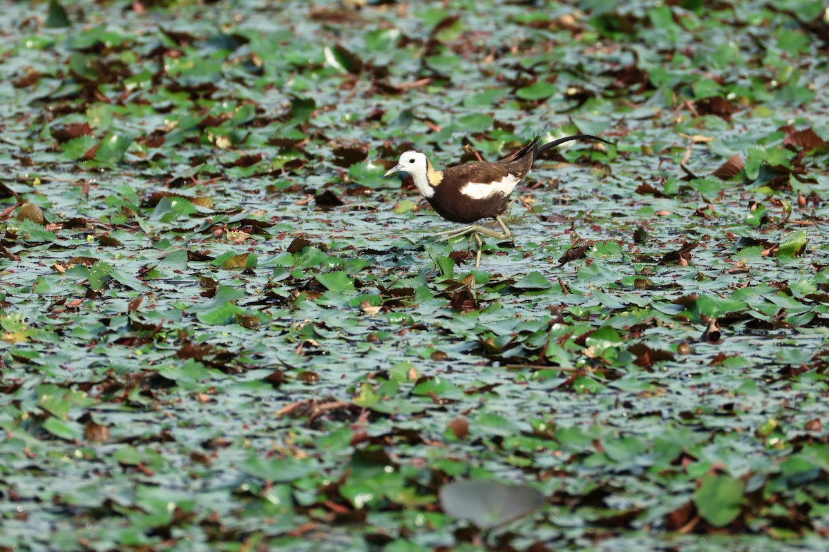 Pheasant-tailed Jacana - ML638175942