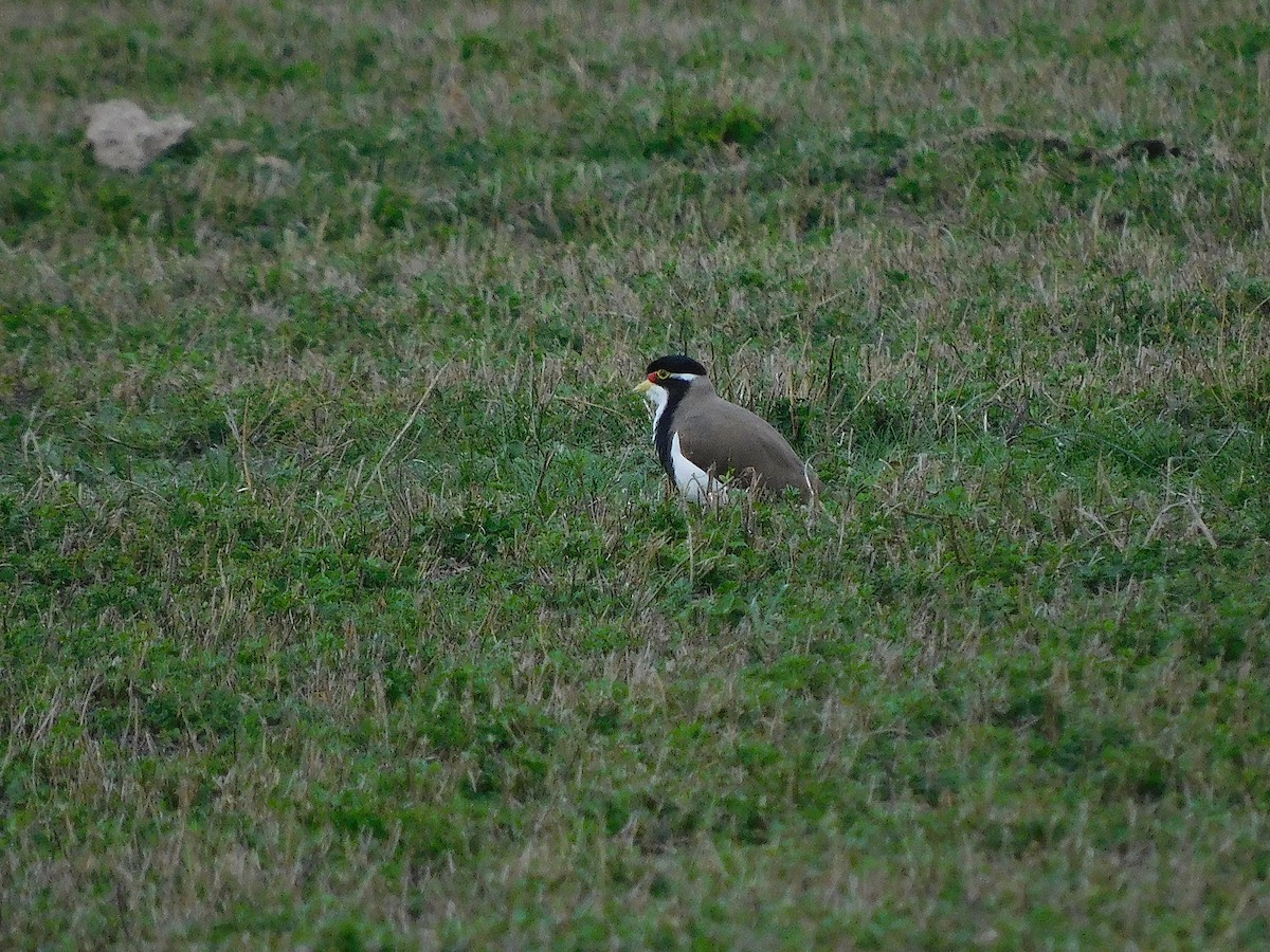 Avefría Tricolor - ML638175943