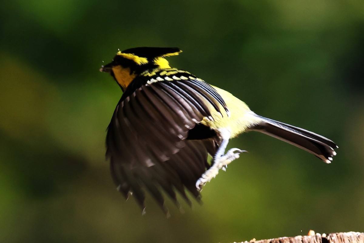 Himalayan Black-lored Tit - ML638175946