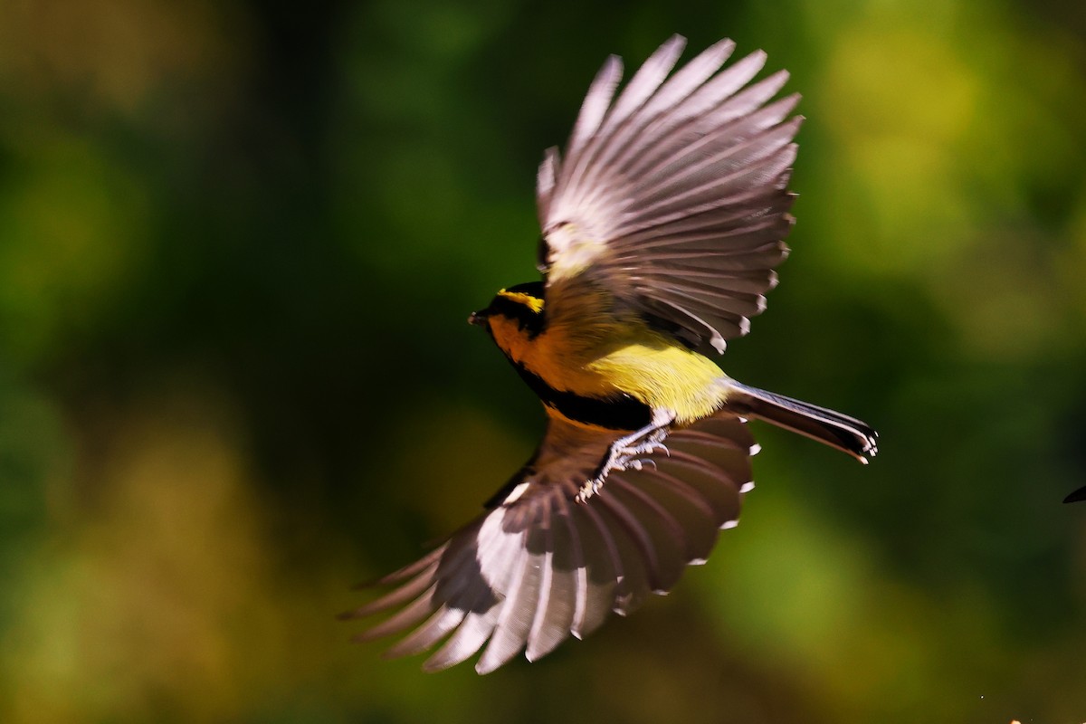 Himalayan Black-lored Tit - ML638175947